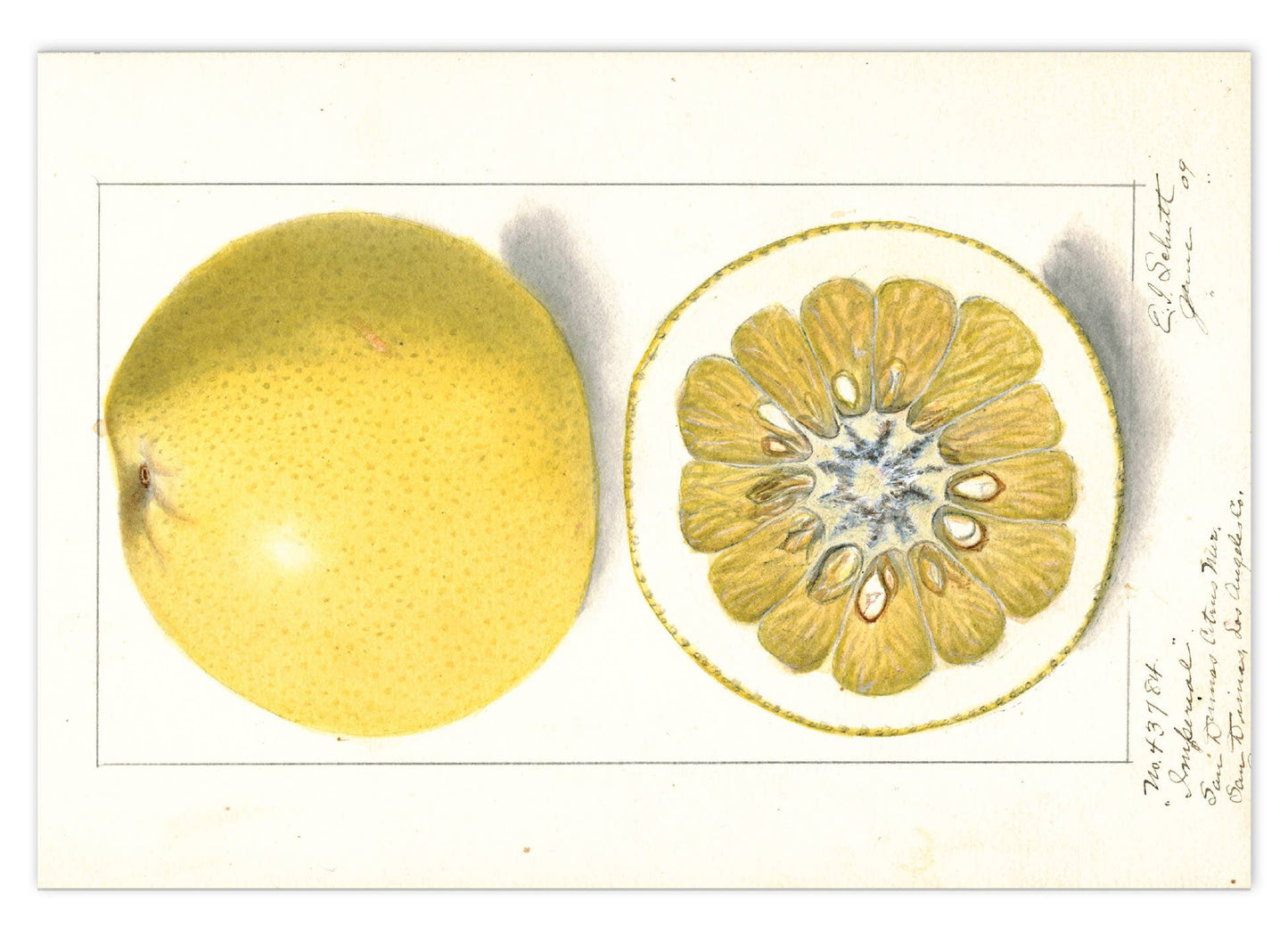 Fabulous Fruits Postcard Box