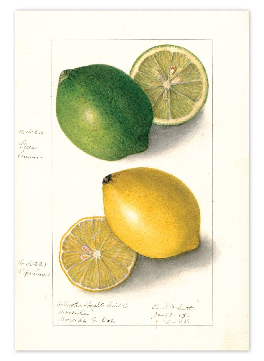 Fabulous Fruits Postcard Box