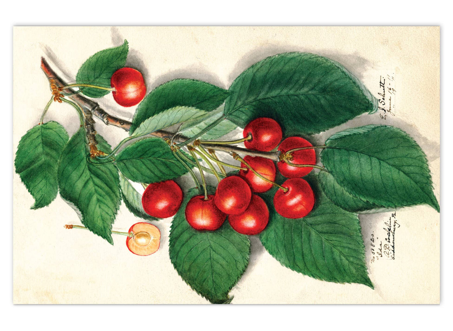 Fabulous Fruits Postcard Box