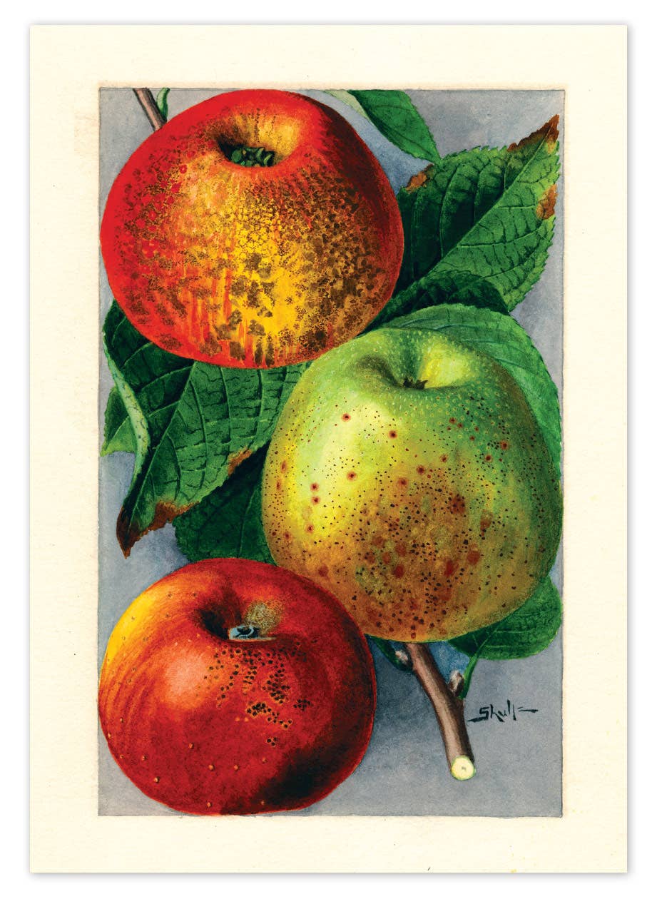 Fabulous Fruits Postcard Box