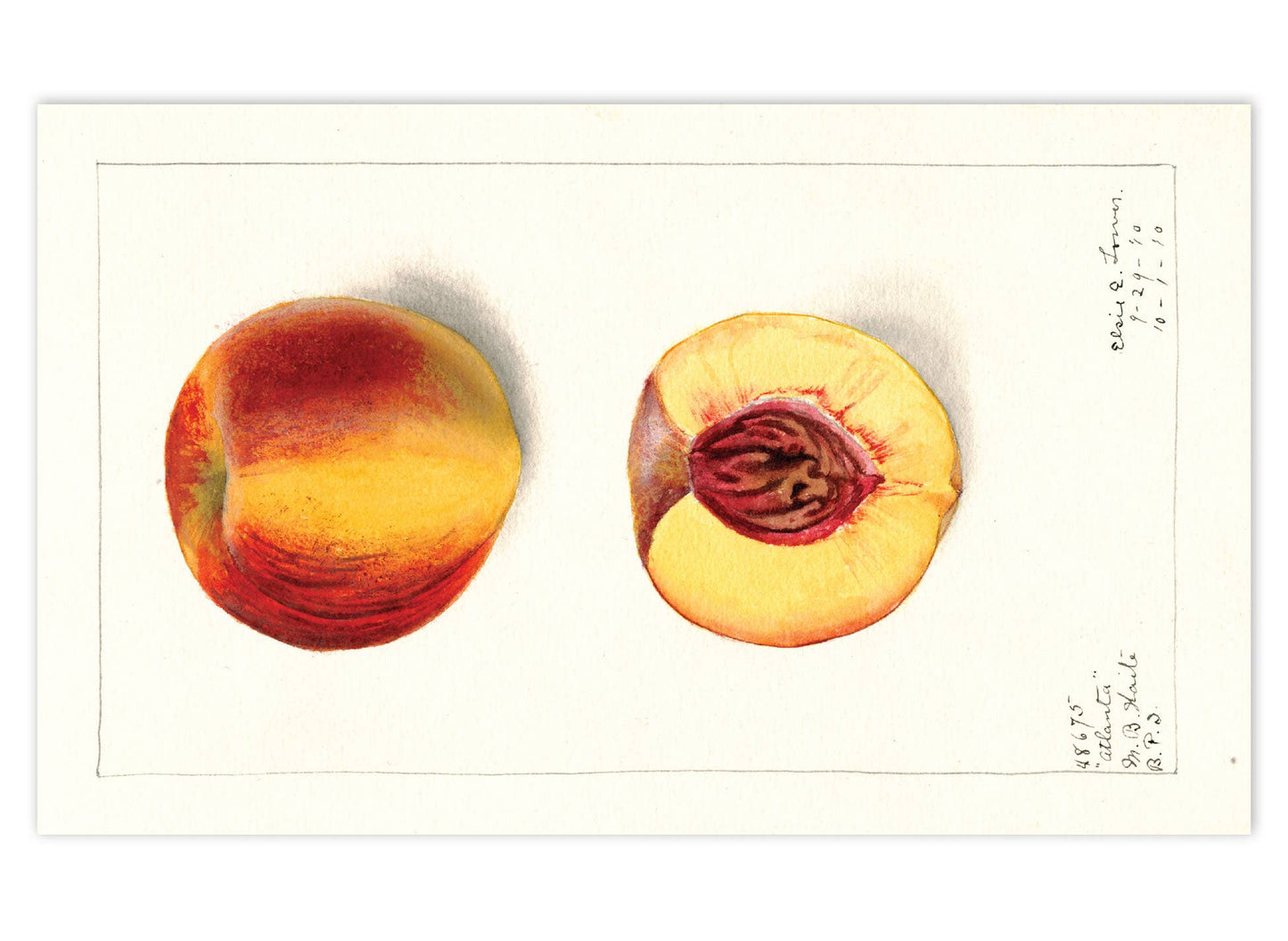 Fabulous Fruits Postcard Box