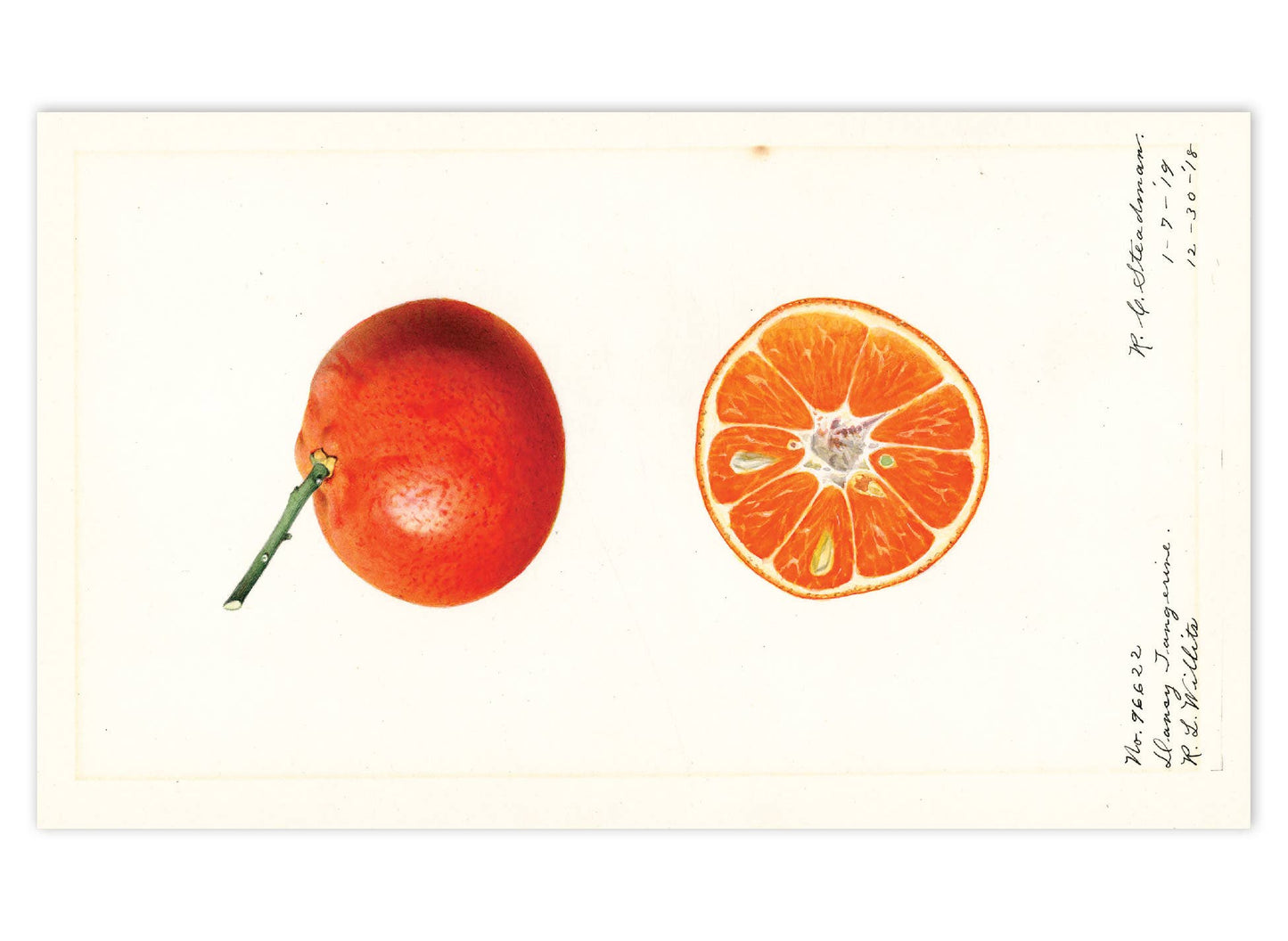 Fabulous Fruits Postcard Box