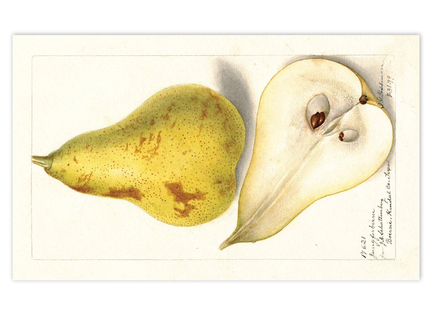 Fabulous Fruits Postcard Box