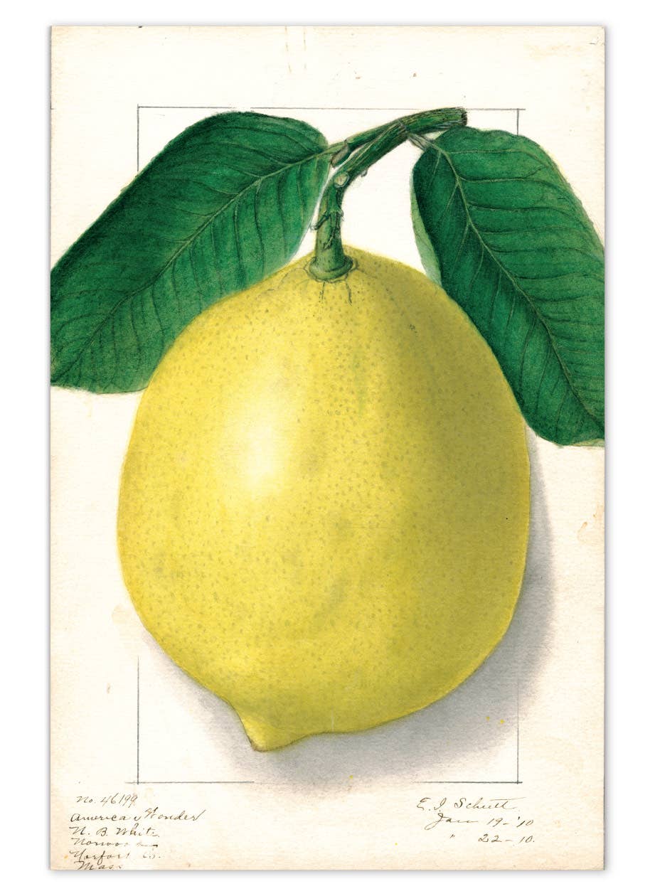 Fabulous Fruits Postcard Box