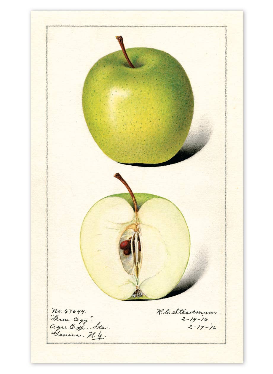 Fabulous Fruits Postcard Box