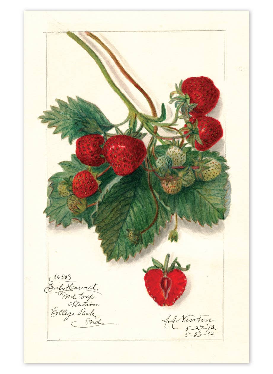 Fabulous Fruits Postcard Box