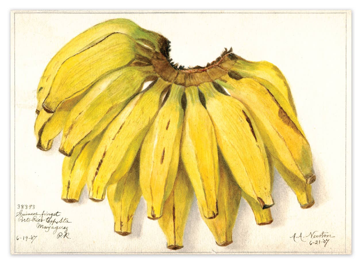 Fabulous Fruits Postcard Box