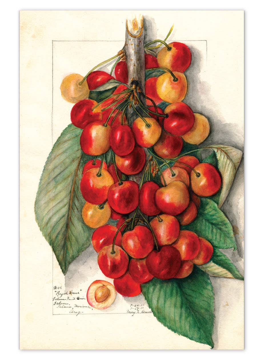 Fabulous Fruits Postcard Box