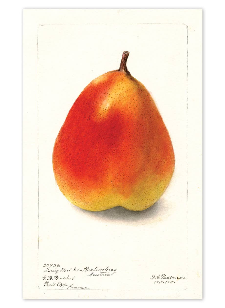 Fabulous Fruits Postcard Box
