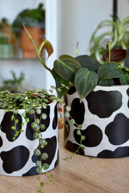 Handpainted Cow Planter | multiple sizes