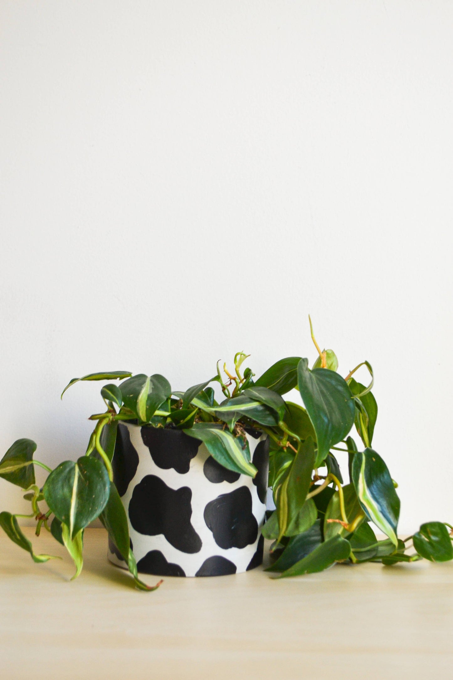 Handpainted Cow Planter | multiple sizes