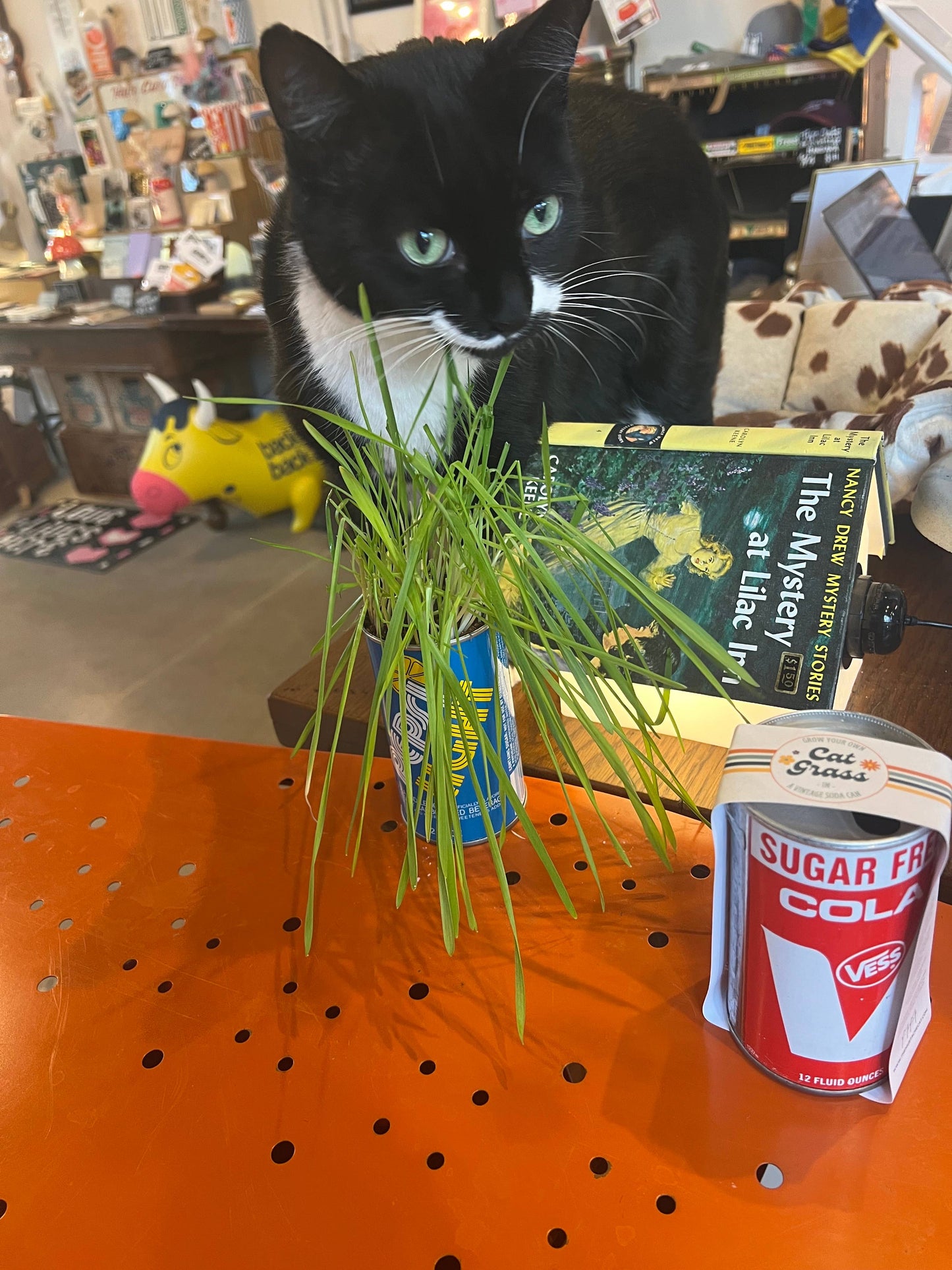 Cat Grass Kit