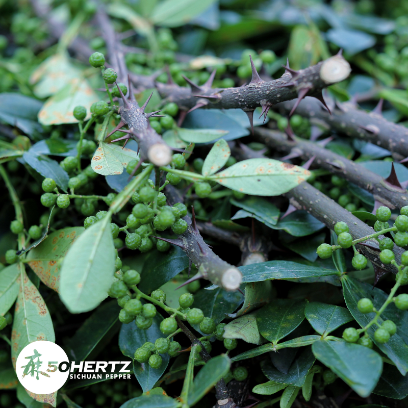 Green Sichuan Pepper Oil