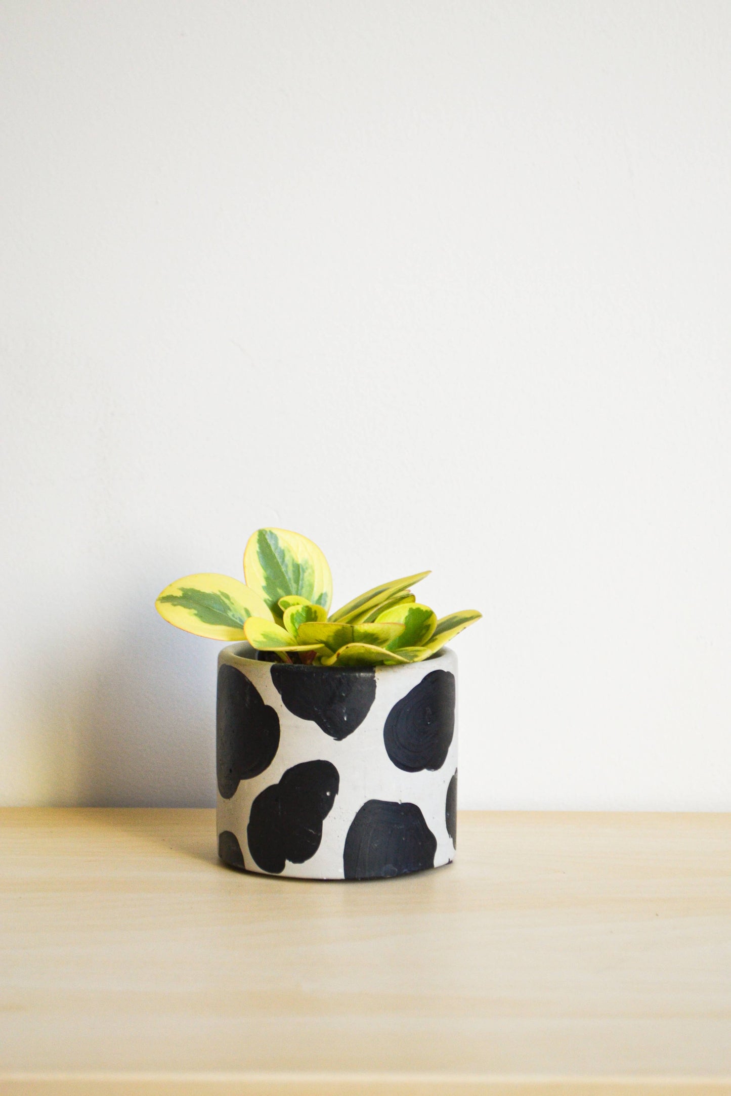 Handpainted Cow Planter | multiple sizes